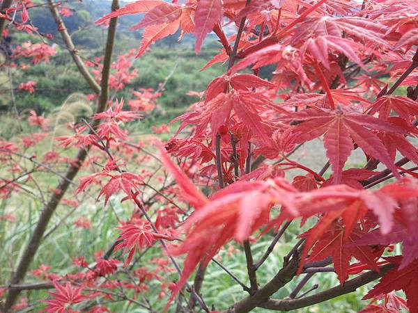 2011-04-02 15.27.07.jpg 2011-04-02 15.27.07.jpg