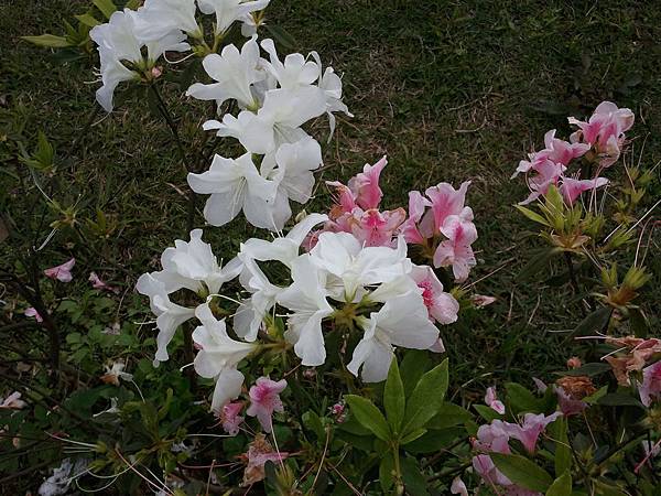 2011-04-02 14.46.23.jpg 2011-04-02 14.46.23.jpg