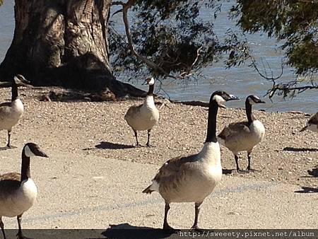 geese by the lake.jpg