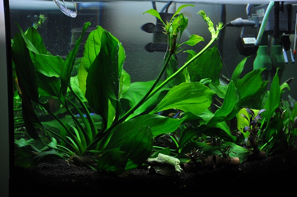 株玉葉皇冠拉雙花梗 株玉葉皇冠拉雙花梗