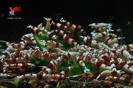 DSC_0651_312 DSC_0651_312