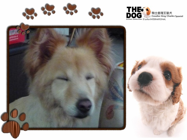 哈哈哈 口愛的典典.jpg