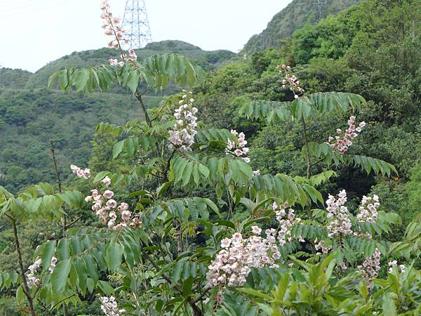 照片 017 照片 017