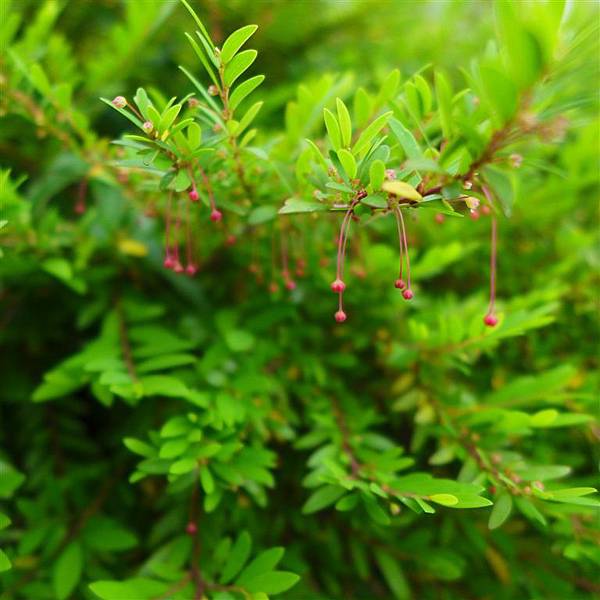 照片 015-雪茄花.jpg 照片 015-雪茄花.jpg