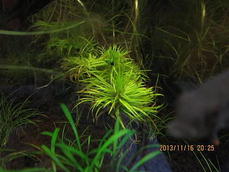 2013/11/16 2013/11/16