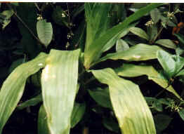 9fip0IFxcNeDml0YfWq2FQ