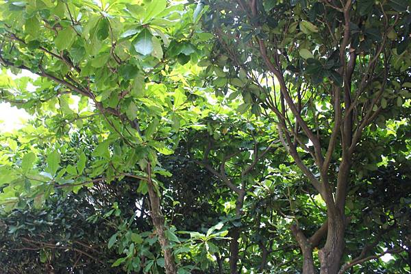 旅游景点-北海岸-野柳-野柳地质公园