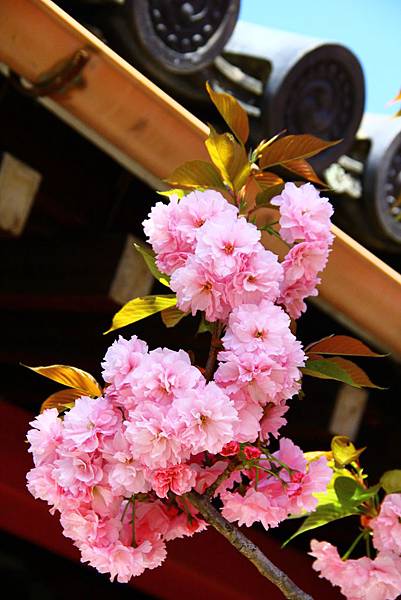 東寺中滿開的櫻