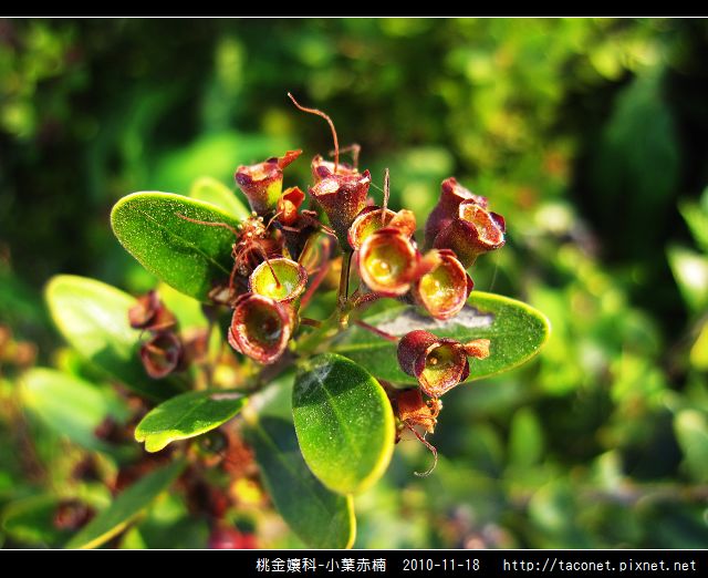 桃金孃科-小葉赤楠_15.jpg 桃金孃科-小葉赤楠_15.jpg