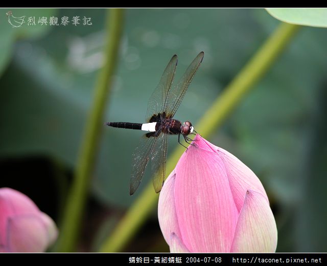 蜻蛉目-黃紉蜻蜓_05.jpg 蜻蛉目-黃紉蜻蜓_05.jpg