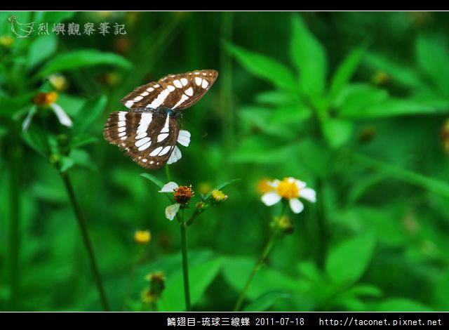 鱗翅目-琉球三線蝶_07.jpg 鱗翅目-琉球三線蝶_07.jpg