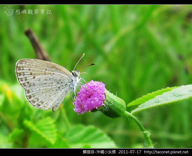 鱗翅目-沖繩小灰蝶_10.jpg 鱗翅目-沖繩小灰蝶_10.jpg