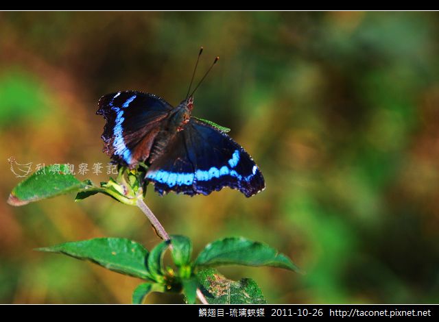 鱗翅目-琉璃蛺蝶_04.jpg 鱗翅目-琉璃蛺蝶_04.jpg