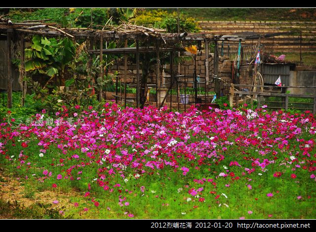2012烈嶼花海_380.jpg 2012烈嶼花海_380.jpg