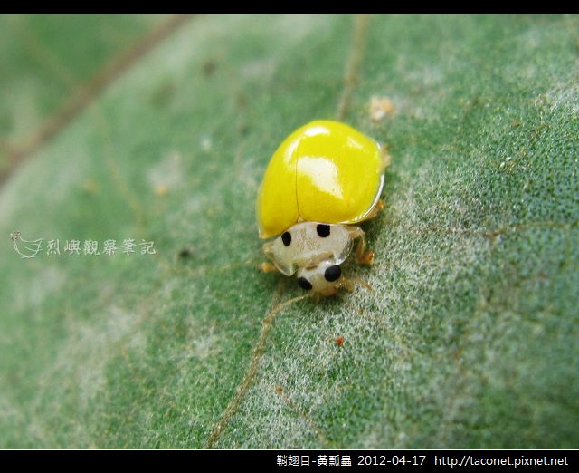 鞘翅目-黄瓢虫