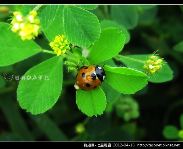 鞘翅目-七星瓢蟲_11 鞘翅目-七星瓢蟲_11
