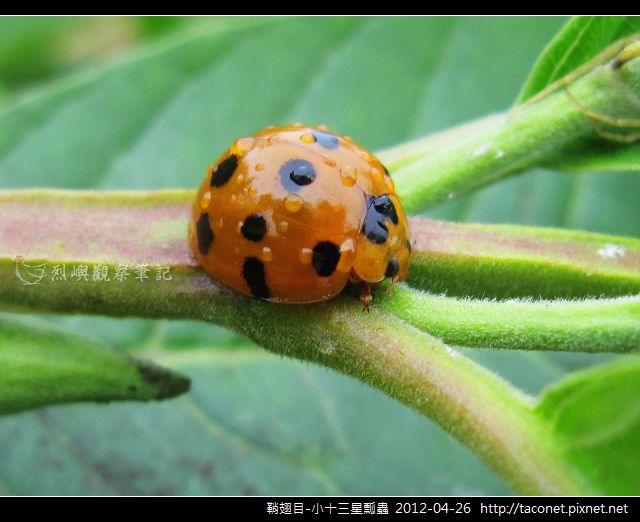 鞘翅目-小十三星瓢蟲_07 鞘翅目-小十三星瓢蟲_07