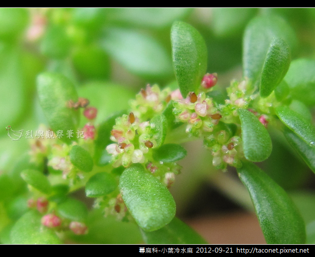 蕁麻科-小葉冷水麻_02 蕁麻科-小葉冷水麻_02