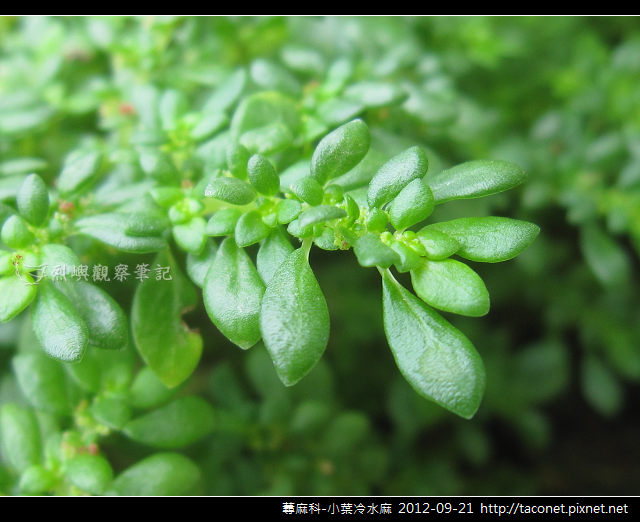 蕁麻科-小葉冷水麻_03 蕁麻科-小葉冷水麻_03