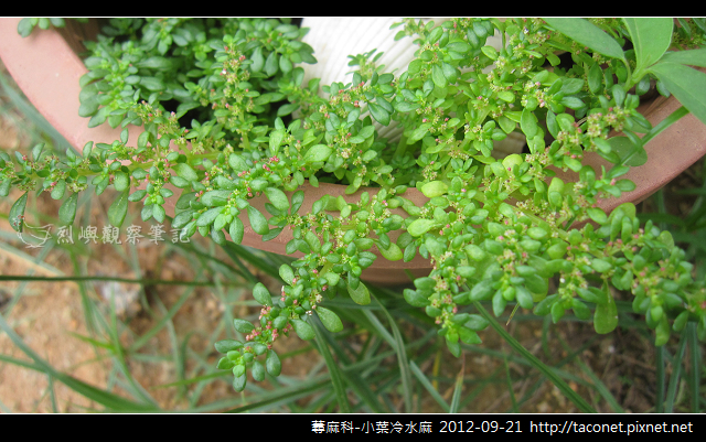蕁麻科-小葉冷水麻_04 蕁麻科-小葉冷水麻_04