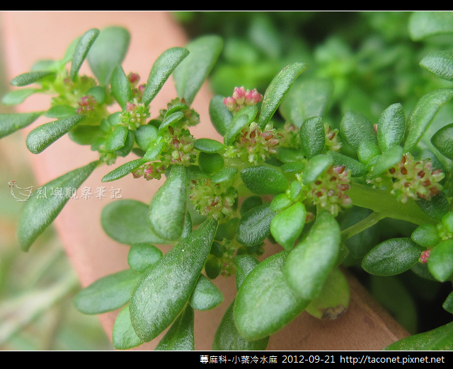 蕁麻科-小葉冷水麻_05 蕁麻科-小葉冷水麻_05