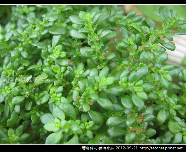 蕁麻科-小葉冷水麻_07 蕁麻科-小葉冷水麻_07