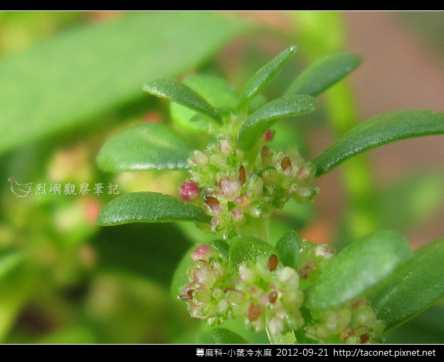 蕁麻科-小葉冷水麻_08 蕁麻科-小葉冷水麻_08