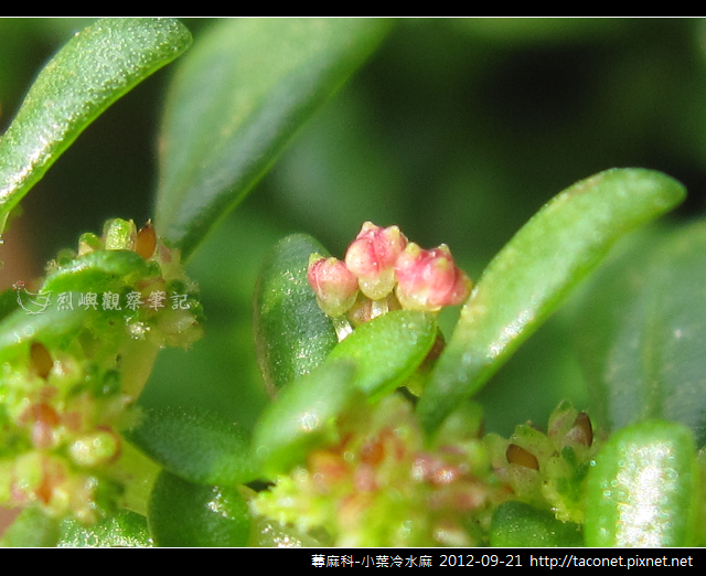 蕁麻科-小葉冷水麻_09 蕁麻科-小葉冷水麻_09