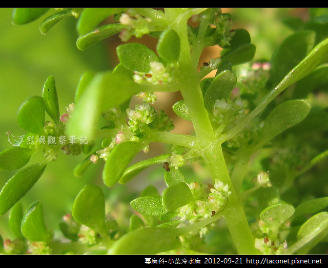 蕁麻科-小葉冷水麻_10 蕁麻科-小葉冷水麻_10