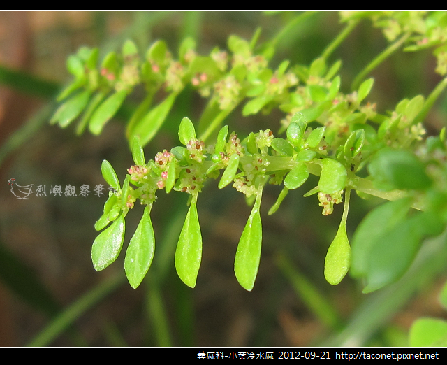 蕁麻科-小葉冷水麻_11 蕁麻科-小葉冷水麻_11