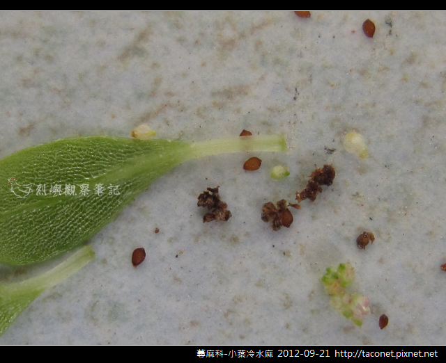蕁麻科-小葉冷水麻_12 蕁麻科-小葉冷水麻_12