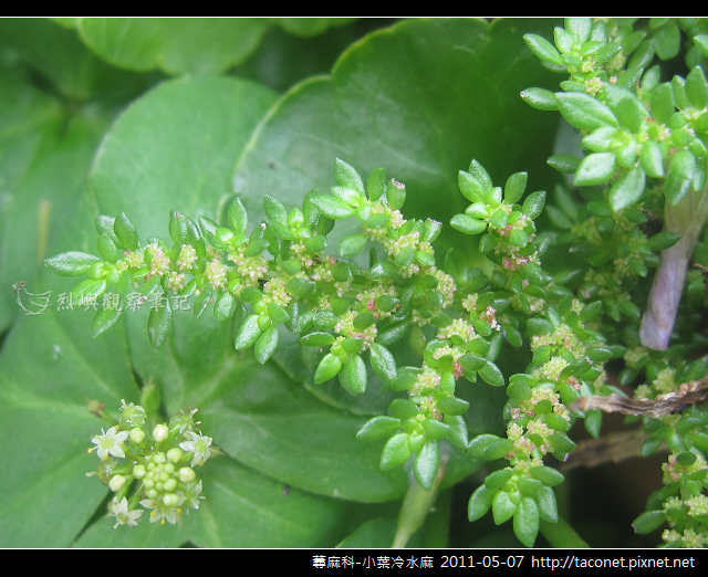 蕁麻科-小葉冷水麻_13 蕁麻科-小葉冷水麻_13