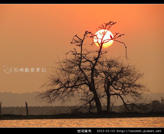 慈湖賞鳥_11 慈湖賞鳥_11