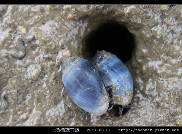 酒桶冠耳螺_03.jpg 酒桶冠耳螺_03.jpg