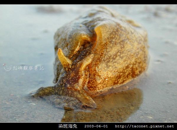 染斑海兔_04.jpg 染斑海兔_04.jpg