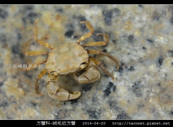 方蟹科-絨毛近方蟹_02.jpg 方蟹科-絨毛近方蟹_02.jpg