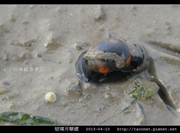 玻璃月華螺_05.jpg 玻璃月華螺_05.jpg
