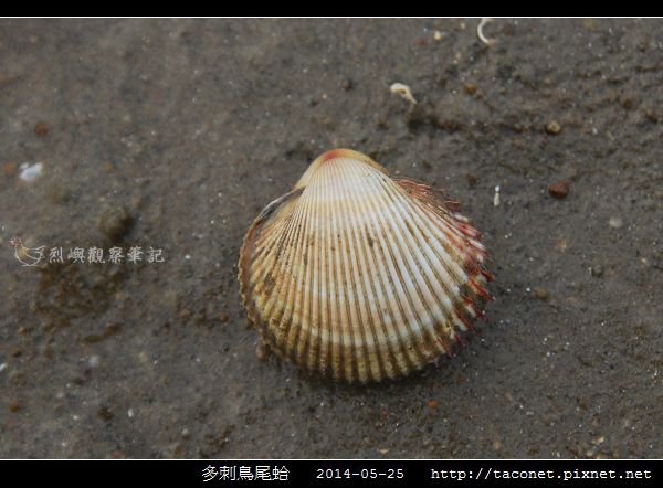 多刺鳥尾蛤_01.jpg 多刺鳥尾蛤_01.jpg