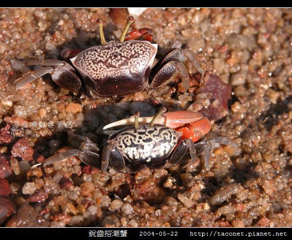銳齒招潮蟹_10.jpg 銳齒招潮蟹_10.jpg