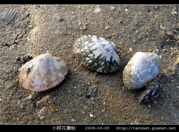 小眼花簾蛤_04.jpg 小眼花簾蛤_04.jpg