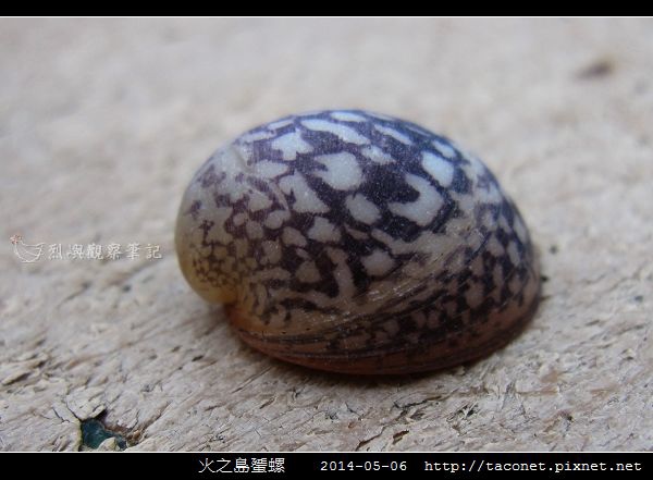 火之島蜑螺_04.jpg 火之島蜑螺_04.jpg