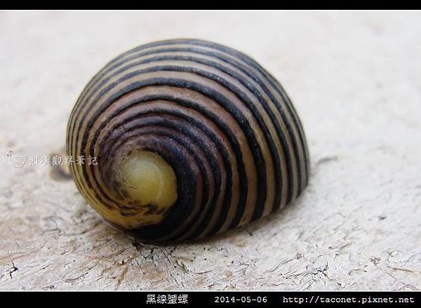 黑線蜑螺_02.jpg 黑線蜑螺_02.jpg