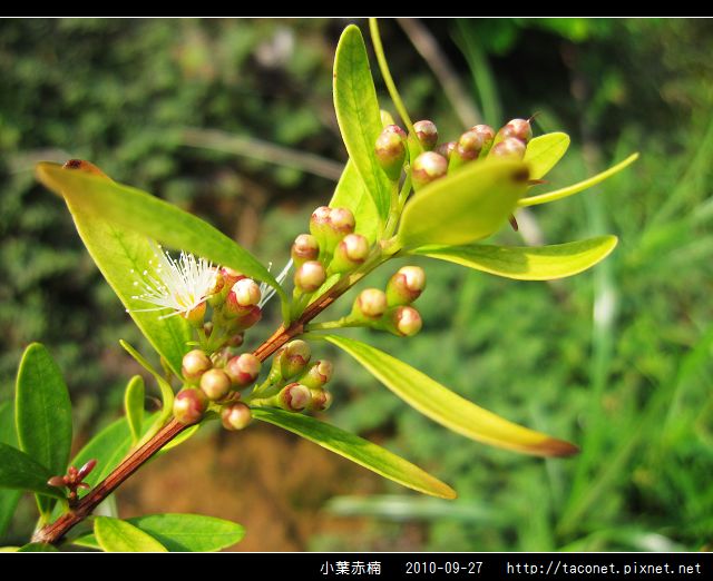 小葉赤楠_11.jpg 小葉赤楠_11.jpg