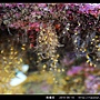 魚棲苔_03.jpg