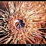 斑腔海膽_05.jpg