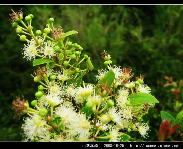 小葉赤楠_13.jpg 小葉赤楠_13.jpg