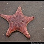 海星_01.jpg