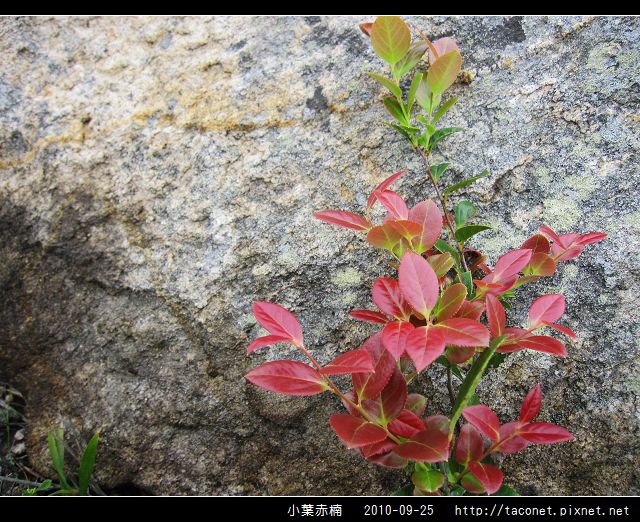 小葉赤楠_05.jpg 小葉赤楠_05.jpg