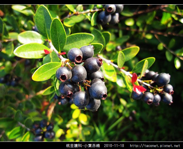 桃金孃科-小葉赤楠_17.jpg 桃金孃科-小葉赤楠_17.jpg