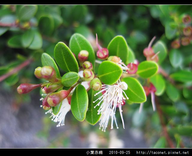 小葉赤楠_07.jpg 小葉赤楠_07.jpg